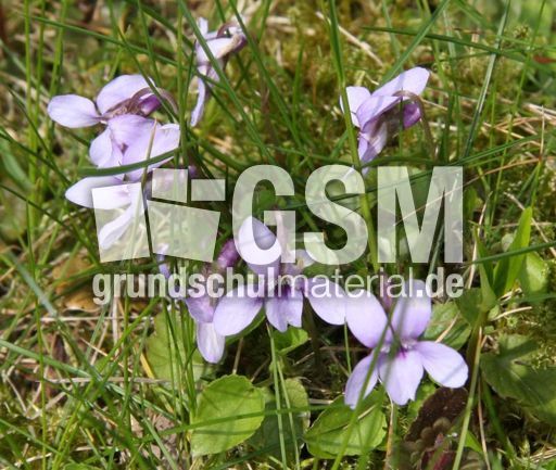 Wiese-Veilchen- 43.jpg